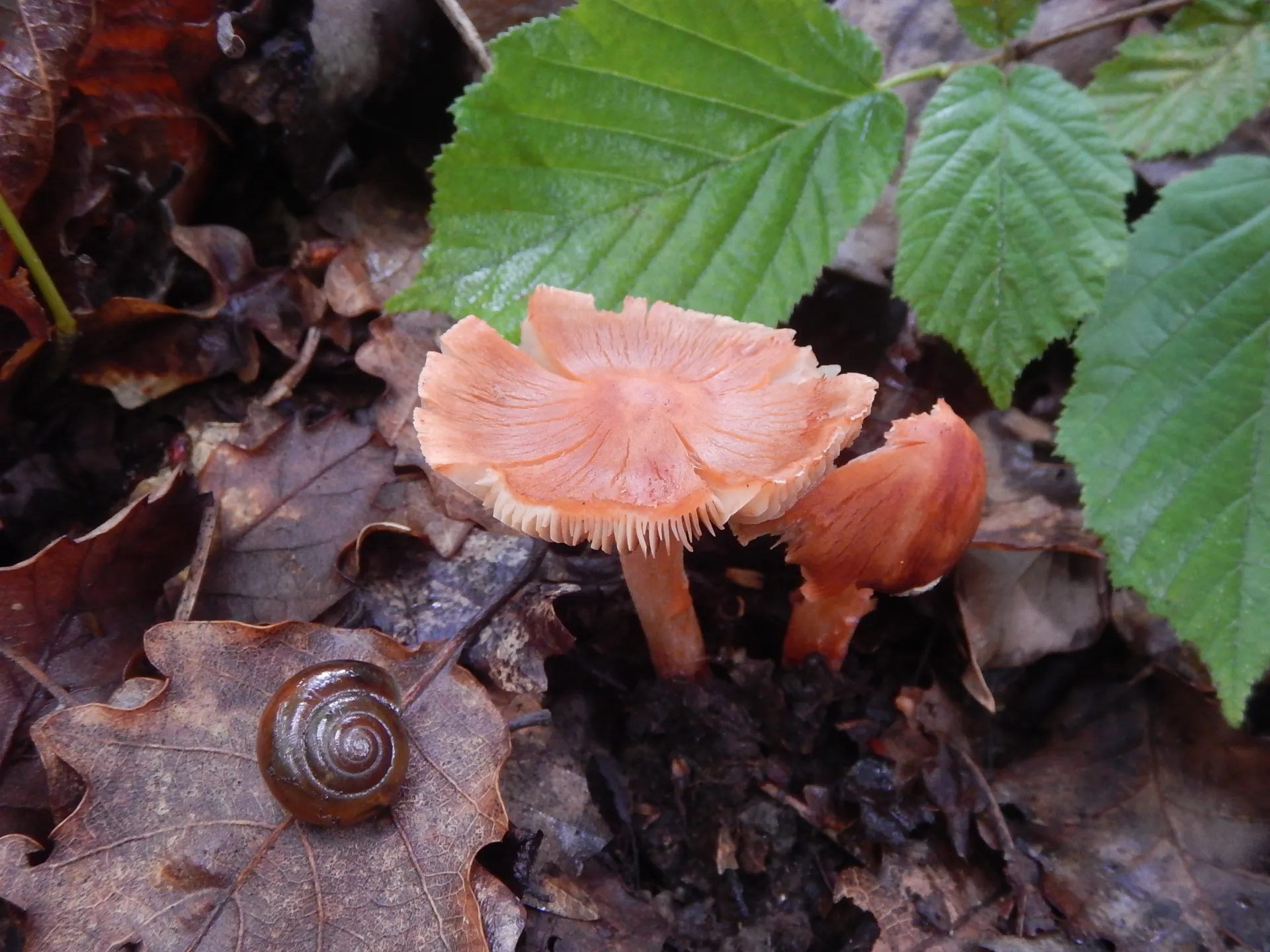 Inocybe godeyi, 24-06-21 (1)